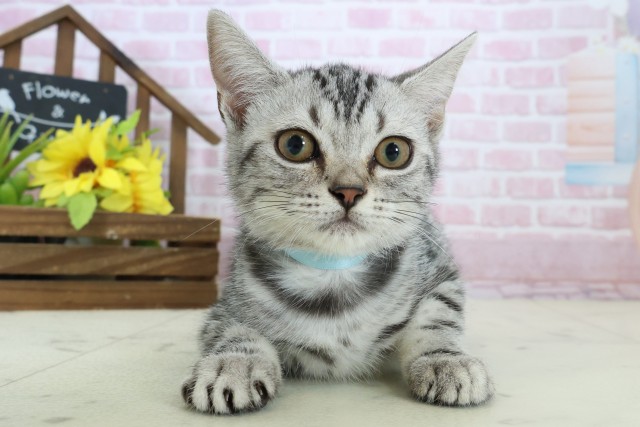 愛媛県のアメリカンショートヘアー (Coo&RIKUイオンタウン川之江店/2025年9月26日生まれ/男の子/シルバータビー)の子猫の1枚目の画像