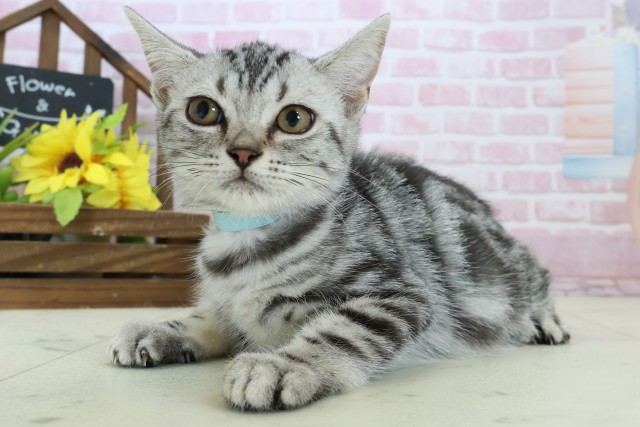 愛媛県のアメリカンショートヘアー (Coo&RIKUイオンタウン川之江店/2025年9月26日生まれ/男の子/シルバータビー)の子猫の3枚目の画像