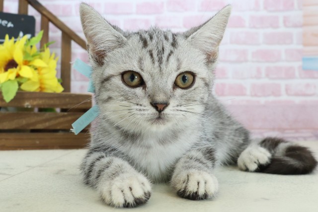 徳島県のアメリカンショートヘアー (Coo&RIKU徳島店/2025年9月26日生まれ/男の子/シルバータビー)の子猫の1枚目の画像