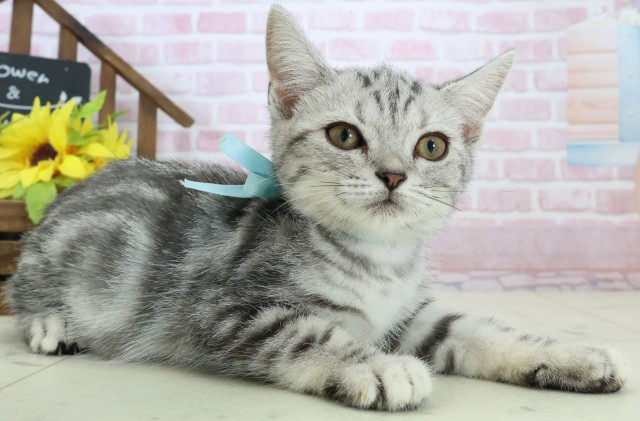 徳島県のアメリカンショートヘアー (Coo&RIKU徳島店/2025年9月26日生まれ/男の子/シルバータビー)の子猫の2枚目の画像