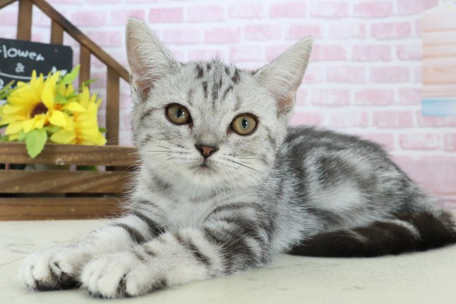 徳島県のアメリカンショートヘアー (Coo&RIKU徳島店/2025年9月26日生まれ/男の子/シルバータビー)の子猫の3枚目の画像