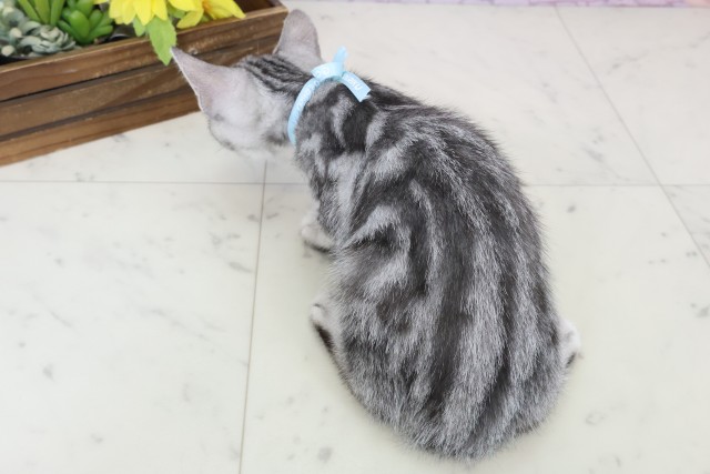 徳島県のアメリカンショートヘアー (Coo&RIKU徳島店/2025年9月26日生まれ/男の子/シルバータビー)の子猫の4枚目の画像