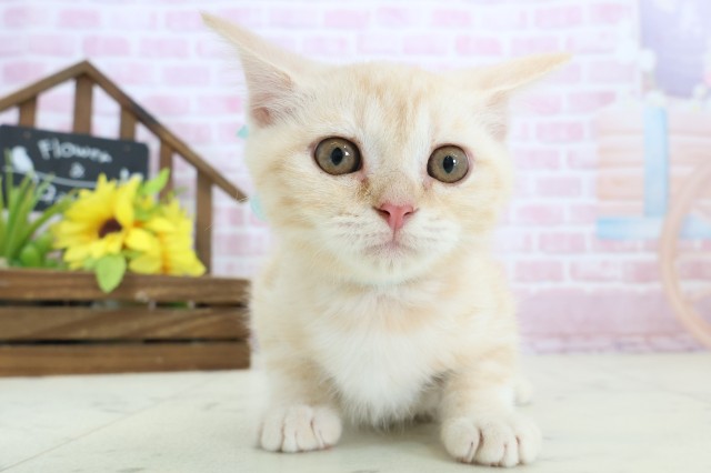福岡県のスコティッシュフォールド (Coo&RIKU福岡東店/2025年10月10日生まれ/男の子/クリームタビー)の子猫
