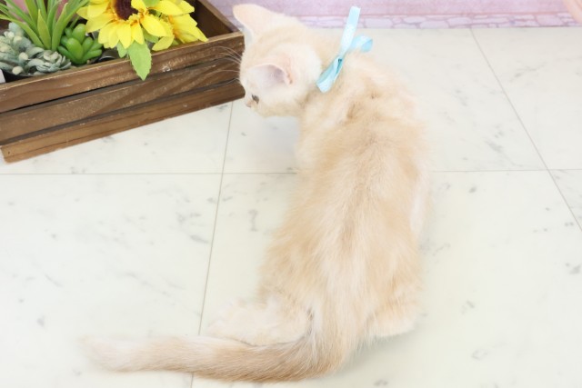 福岡県のスコティッシュフォールド (Coo&RIKU福岡東店/2025年10月10日生まれ/男の子/クリームタビー)の子猫の4枚目の画像