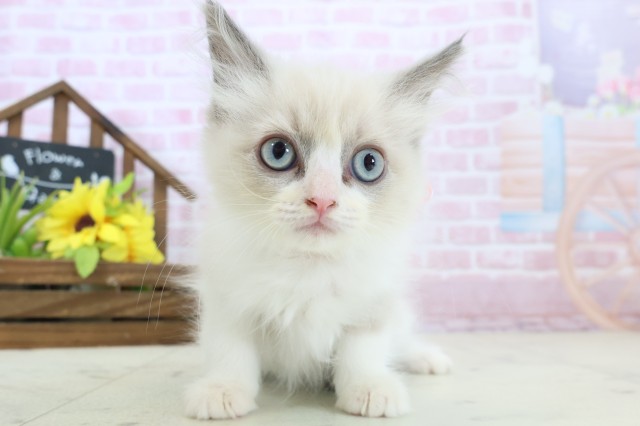 熊本県のラグドール (Coo&RIKUイオンモール宇城店/2025年10月30日生まれ/女の子/ブルーポイントバイカラー)の子猫