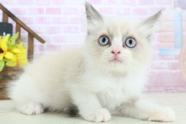 熊本県のラグドール (Coo&RIKUイオンモール宇城店/2025年10月30日生まれ/女の子/ブルーポイントバイカラー)の子猫の2枚目の画像