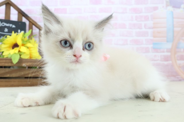 熊本県のラグドール (Coo&RIKUイオンモール宇城店/2025年10月30日生まれ/女の子/ブルーポイントバイカラー)の子猫の3枚目の画像