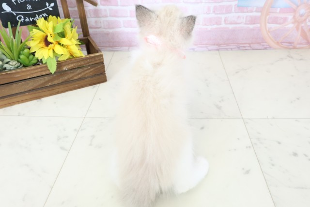 熊本県のラグドール (Coo&RIKUイオンモール宇城店/2025年10月30日生まれ/女の子/ブルーポイントバイカラー)の子猫の4枚目の画像