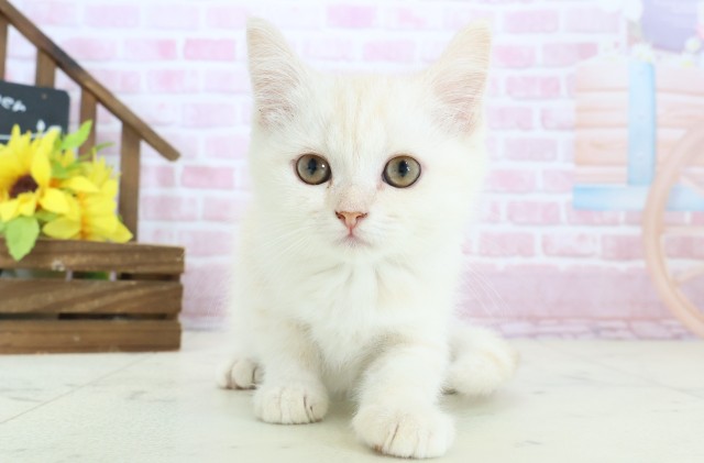 福岡県のミヌエット (Coo&RIKU福岡西店/2025年10月13日生まれ/男の子/クリームタビー)の子猫の1枚目の画像