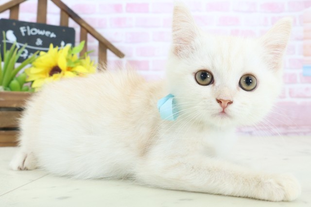 福岡県のミヌエット (Coo&RIKU福岡西店/2025年10月13日生まれ/男の子/クリームタビー)の子猫の2枚目の画像