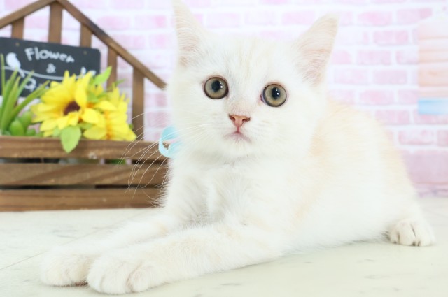 福岡県のミヌエット (Coo&RIKU福岡西店/2025年10月13日生まれ/男の子/クリームタビー)の子猫の3枚目の画像