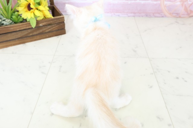 福岡県のミヌエット (Coo&RIKU福岡西店/2025年10月13日生まれ/男の子/クリームタビー)の子猫の4枚目の画像