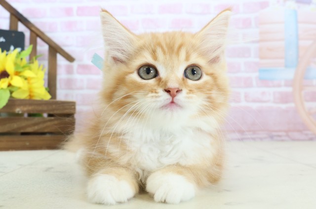 広島県のサイベリアン (Coo&RIKU福山店/2025年10月23日生まれ/男の子/レッドタビーホワイト)の子猫の1枚目の画像