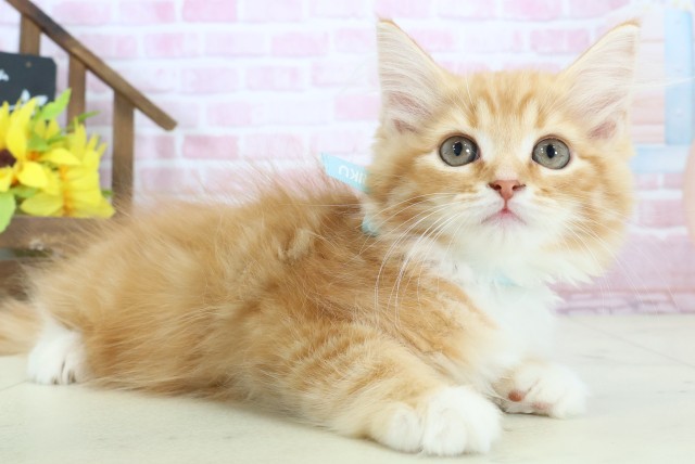 広島県のサイベリアン (Coo&RIKU福山店/2025年10月23日生まれ/男の子/レッドタビーホワイト)の子猫の2枚目の画像