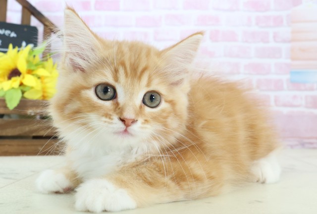 広島県のサイベリアン (Coo&RIKU福山店/2025年10月23日生まれ/男の子/レッドタビーホワイト)の子猫の3枚目の画像