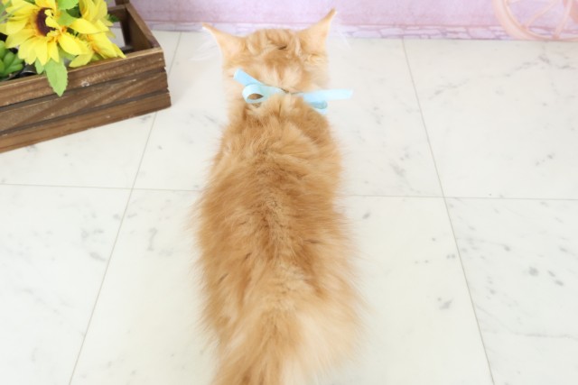 広島県のサイベリアン (Coo&RIKU福山店/2025年10月23日生まれ/男の子/レッドタビーホワイト)の子猫の4枚目の画像