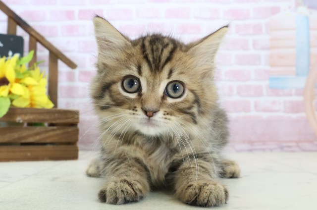 大分県のサイベリアン (Coo&RIKU大分店/2025年10月23日生まれ/男の子/ブラウンタビー)の子猫