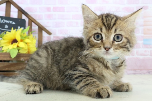 大分県のサイベリアン (Coo&RIKU大分店/2025年10月23日生まれ/男の子/ブラウンタビー)の子猫の2枚目の画像