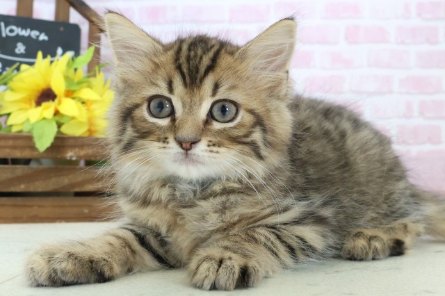 大分県のサイベリアン (Coo&RIKU大分店/2025年10月23日生まれ/男の子/ブラウンタビー)の子猫の3枚目の画像