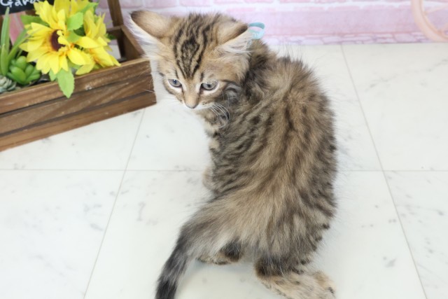 大分県のサイベリアン (Coo&RIKU大分店/2025年10月23日生まれ/男の子/ブラウンタビー)の子猫の4枚目の画像