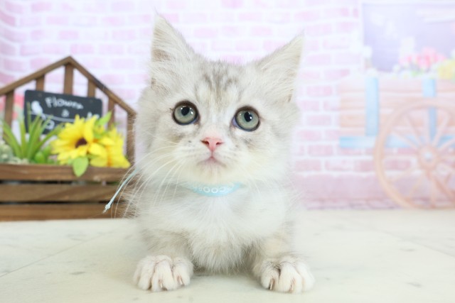 熊本県のサイベリアン (Coo&RIKUカリーノ玉名店/2025年10月6日生まれ/男の子/シルバータビー)の子猫の1枚目の画像