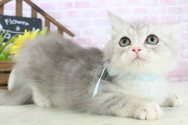 熊本県のサイベリアン (Coo&RIKUカリーノ玉名店/2025年10月6日生まれ/男の子/シルバータビー)の子猫の2枚目の画像