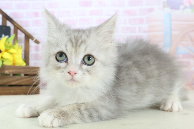 熊本県のサイベリアン (Coo&RIKUカリーノ玉名店/2025年10月6日生まれ/男の子/シルバータビー)の子猫の3枚目の画像