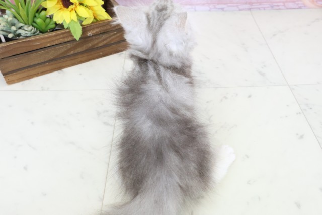 熊本県のサイベリアン (Coo&RIKUカリーノ玉名店/2025年10月6日生まれ/男の子/シルバータビー)の子猫の4枚目の画像