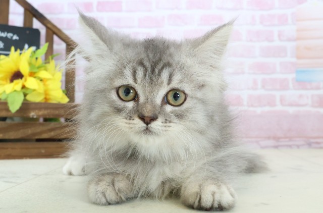 宮崎県のサイベリアン (Coo&RIKU宮崎店/2025年10月6日生まれ/男の子/シルバータビー)の子猫