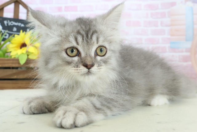 宮崎県のサイベリアン (Coo&RIKU宮崎店/2025年10月6日生まれ/男の子/シルバータビー)の子猫の3枚目の画像