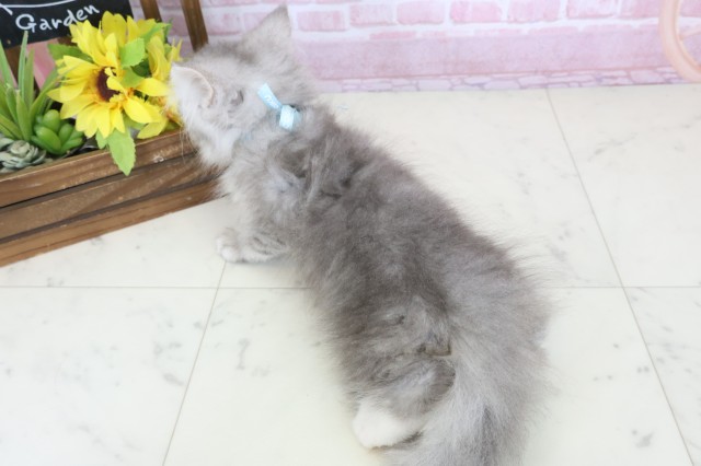 宮崎県のサイベリアン (Coo&RIKU宮崎店/2025年10月6日生まれ/男の子/シルバータビー)の子猫の4枚目の画像