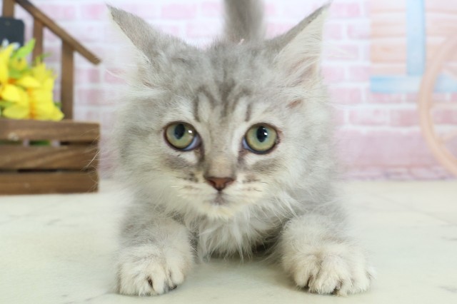長崎県のサイベリアン (Coo&RIKU大村店/2025年10月6日生まれ/女の子/シルバータビー)の子猫の1枚目の画像