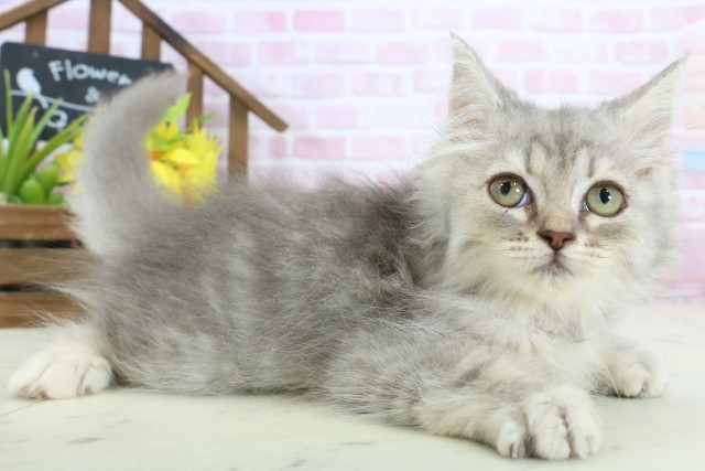 長崎県のサイベリアン (Coo&RIKU大村店/2025年10月6日生まれ/女の子/シルバータビー)の子猫の2枚目の画像