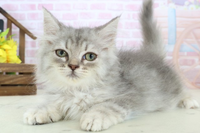 長崎県のサイベリアン (Coo&RIKU大村店/2025年10月6日生まれ/女の子/シルバータビー)の子猫の3枚目の画像