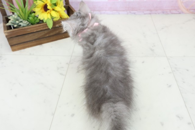 長崎県のサイベリアン (Coo&RIKU大村店/2025年10月6日生まれ/女の子/シルバータビー)の子猫の4枚目の画像