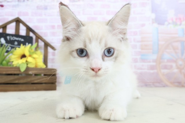 福岡県のラグドール (Coo&RIKUゆめタウン飯塚店/2025年10月15日生まれ/男の子/シールリンクスポイントバイカラー)の子猫