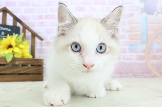 福岡県のラグドール (Coo&RIKUフォレストシティ春日店/2025年10月15日生まれ/男の子/シールポイントバイカラー)の子猫の1枚目の画像