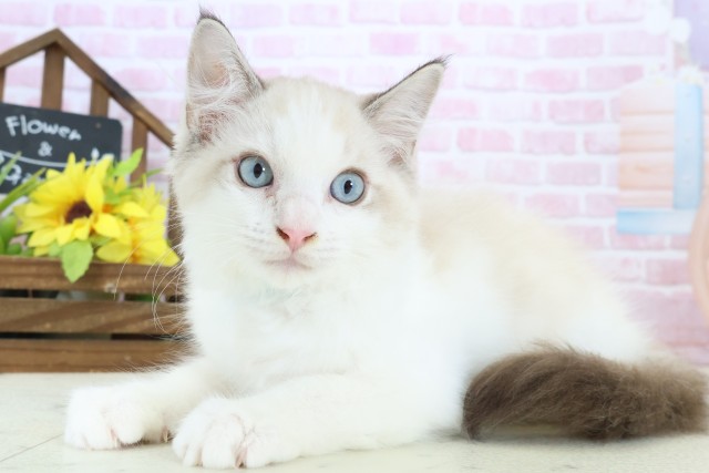福岡県のラグドール (Coo&RIKUフォレストシティ春日店/2025年10月15日生まれ/男の子/シールポイントバイカラー)の子猫の3枚目の画像