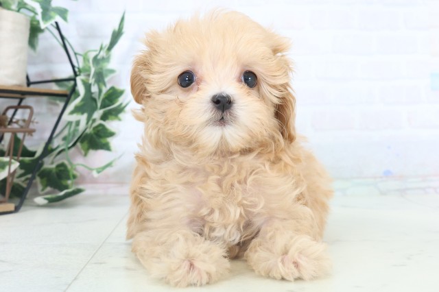 福岡県のマルプー(マルチーズ×プードル) (Coo&RIKUゆめタウン飯塚店/2025年11月5日生まれ/女の子/クリーム)の子犬の1枚目の画像