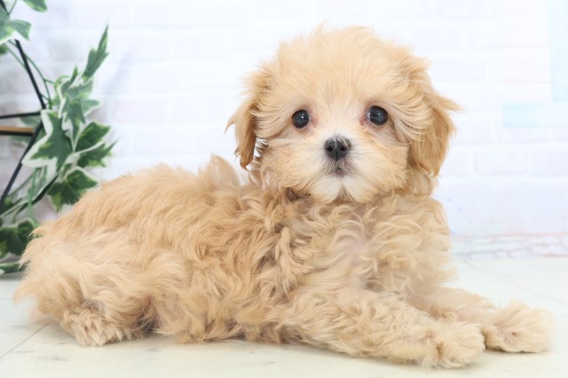 福岡県のマルプー(マルチーズ×プードル) (Coo&RIKUゆめタウン飯塚店/2025年11月5日生まれ/女の子/クリーム)の子犬の2枚目の画像