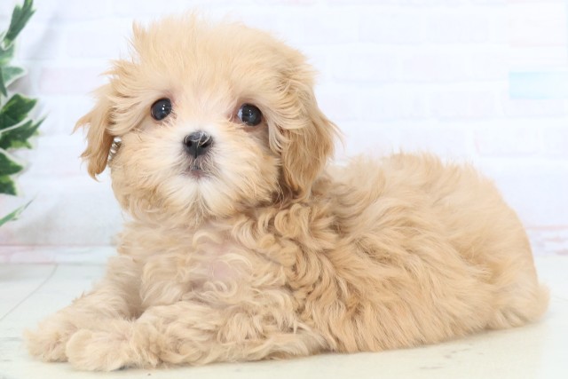 福岡県のマルプー(マルチーズ×プードル) (Coo&RIKUゆめタウン飯塚店/2025年11月5日生まれ/女の子/クリーム)の子犬の3枚目の画像