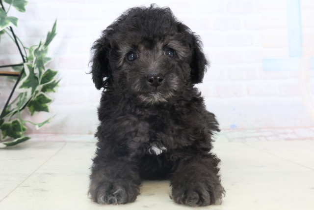 福岡県のトイプードル(トイ) (Coo&RIKU小倉店/2025年11月5日生まれ/男の子/シルバー)の子犬の1枚目の画像