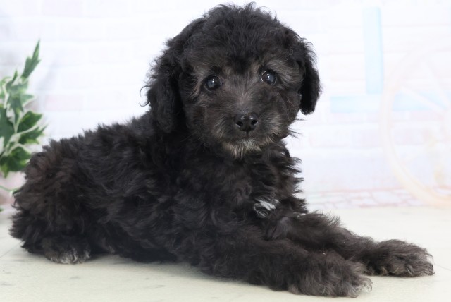 福岡県のトイプードル(トイ) (Coo&RIKU小倉店/2025年11月5日生まれ/男の子/シルバー)の子犬の2枚目の画像