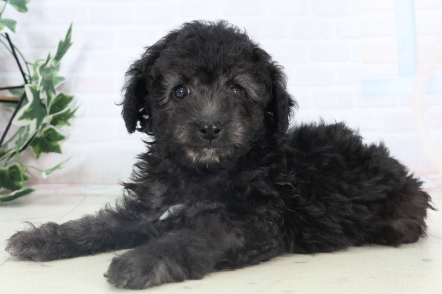 福岡県のトイプードル(トイ) (Coo&RIKU小倉店/2025年11月5日生まれ/男の子/シルバー)の子犬の3枚目の画像