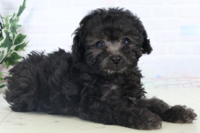 福岡県のトイプードル(トイ) (Coo&RIKUゆめタウン飯塚店/2025年11月5日生まれ/男の子/シルバー)の子犬の2枚目の画像