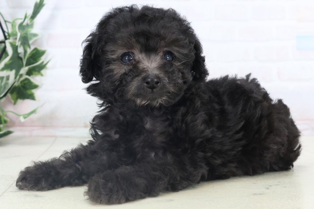 福岡県のトイプードル(トイ) (Coo&RIKUゆめタウン飯塚店/2025年11月5日生まれ/男の子/シルバー)の子犬の3枚目の画像