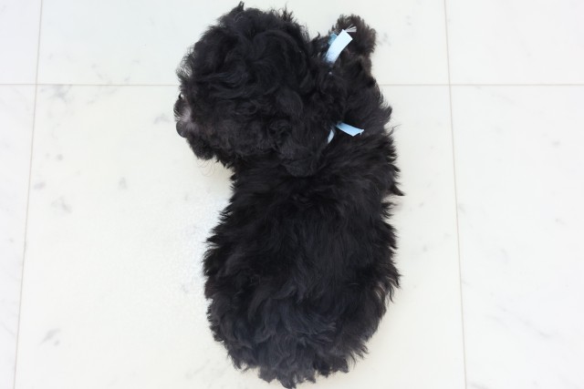 福岡県のトイプードル(トイ) (Coo&RIKUゆめタウン飯塚店/2025年11月5日生まれ/男の子/シルバー)の子犬の4枚目の画像