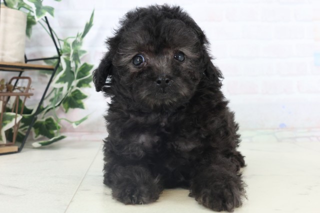 福岡県のトイプードル(トイ) (Coo&RIKU福岡東店/2025年11月5日生まれ/女の子/シルバー)の子犬の1枚目の画像