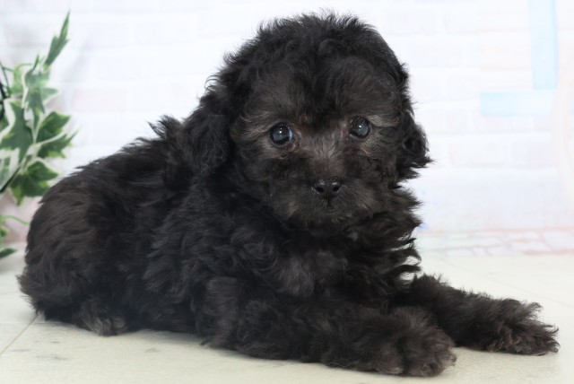 福岡県のトイプードル(トイ) (Coo&RIKU福岡東店/2025年11月5日生まれ/女の子/シルバー)の子犬の2枚目の画像