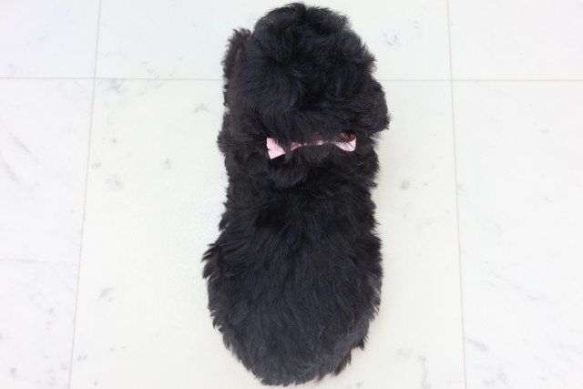 福岡県のトイプードル(トイ) (Coo&RIKU福岡東店/2025年11月5日生まれ/女の子/シルバー)の子犬の4枚目の画像